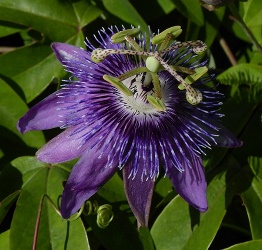 Aphrodite's Purple Nightie™ Passion Flower, Passion Vine, Passiflora 'Aphrodite's Purple Nightie'